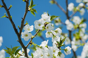 白くて可愛い桜の花びら