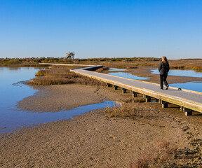 Female Tourist on Raised Boardwalk Over Saltwater Marsh at Leonabelle Turnbull Birding Center, Port...