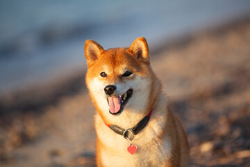 Portrait of cute Red shiba inu dog is walking at the seaside during the sunset in Greece. - 770156370