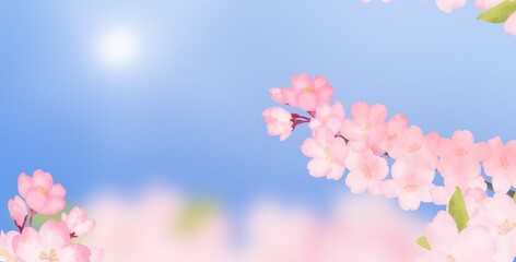 pink sakura flowers of blue sky