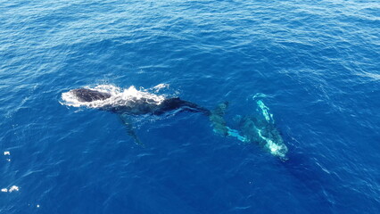 Naklejka premium Whales swimming in the ocean, photos taken via drone