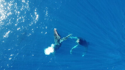 Obraz na płótnie Canvas Whales swimming in the ocean, photos taken via drone
