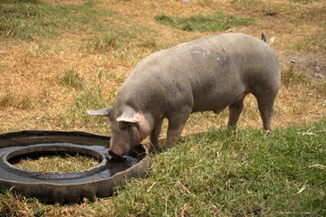 Pig drinking from a watering trough on a farm outside of Cotacachi, Ecuador