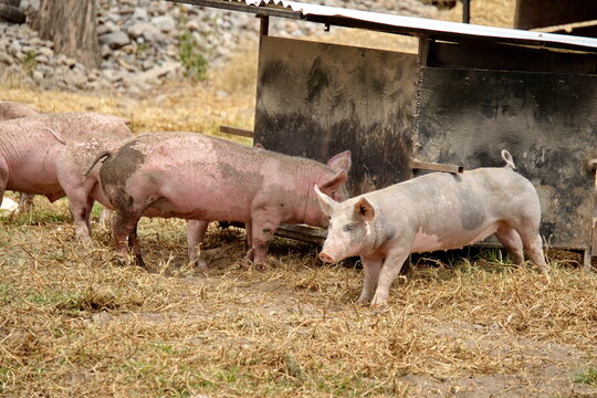 Pigs by a feeding trough on a farm outside of Cotacachi, Ecuador