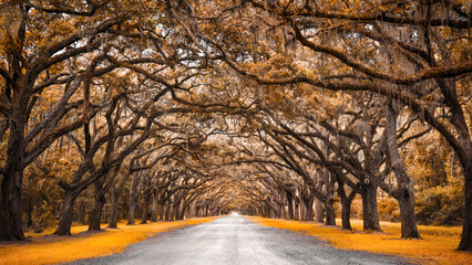 Avenue of Oak Trees in Autumn Colours