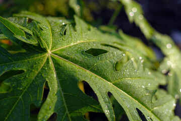dew drops sticking to papaya leaves