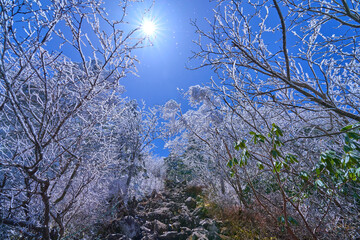 春の長野県蓼科山の将軍平からの急斜面2400m付近の霧氷に輝く木々