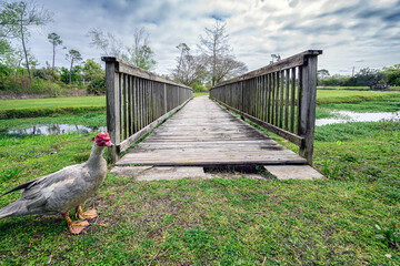"Guardian of the crossing: A vigilant Muscovy Duck stands watch at the wooden bridge, its presence adding a touch of whimsy and serenity to the tranquil scene. 🦆🌉 #WatchfulQuack #BridgeGuardian"