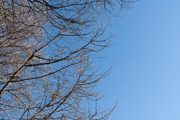 early spring branches against blue sky