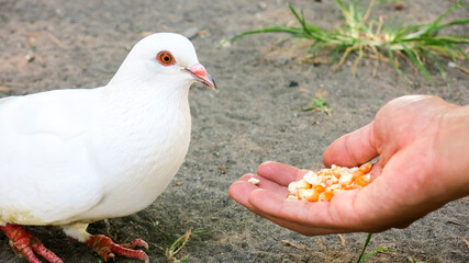 anonymous hand feeding dove in the park. curious and tame pigeon.