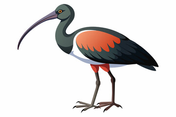Black-headed ibis vector with white background.