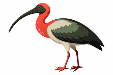 Black-headed ibis vector with white background.