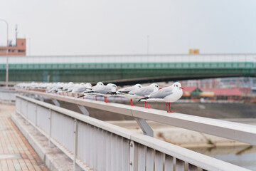 Birds in a row on the bridge
