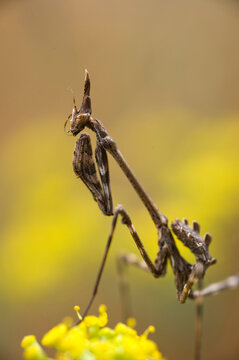 Conehead Mantis (Empusa pennata) on yellow flowers waiting for prey. Lake Baratz, Sassari, Sardinia, IT