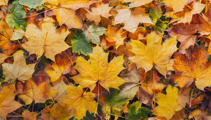 Naklejka na ściany i meble Autumn Maple Leaf Carpet background. Generative AI.