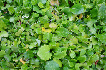 moody and atmospheric botanical background in rainy day