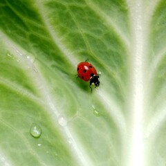 Ladybug: In the field  a red ladybug is on a green leaf of cabbage.In Pakistan
