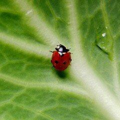 Ladybug: In the field  a red ladybug is on a green leaf of cabbage.In Pakistan
