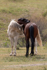 White and bay wild horse stallions facing off before fighting in the Salt River area near Scottsdale Arizona United States