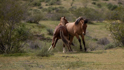 Powerful wild horse stallions kicking while fighting in the Salt River Canyon area near Scottsdale...