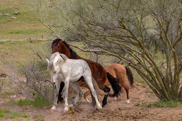 White horse wild stallion fighting a bay stallion in the Salt River wild horse management area near Scottsdale Arizona United States
