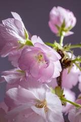 桜　sakura cherry blossoms