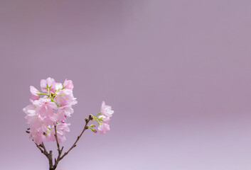 Naklejka na ściany i meble 桜　sakura cherry blossoms