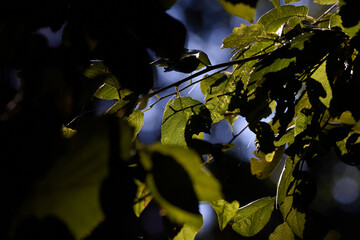 Branches, Shadows and Fall Green Leaves