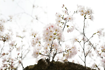 桜の木から伸びる可愛い花