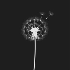 Vector illustration dandelion time. Black Dandelion seeds blowing in the wind. The wind inflates a dandelion isolated on black background.