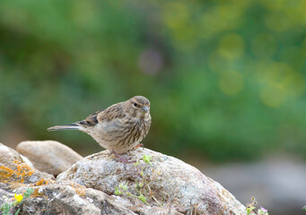 Linnet Carduelis cannabina on a rock, Alghero, Sardinia, Italy.