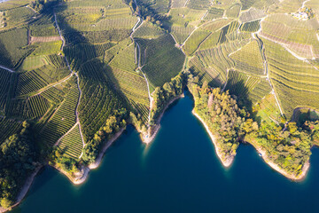 Apple Orchards growing around the Lago di Santa Giustina at the Castello di Cles in the Province of Trento, Italy