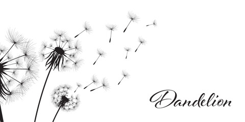 Fototapeta premium Vector illustration dandelion time. Black Dandelion seeds blowing in the wind. The wind inflates a dandelion isolated on a white background.