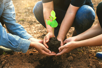 Three people are planting a tree together