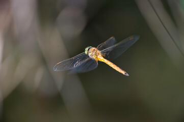 close up of flying dragonfly, (Aeshna isosceles), Platamona Pond, Sassari, Sardinia, Italy.