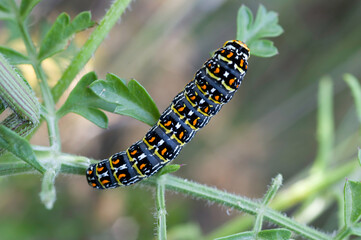 Bruco, caterpillar of Corsican Swallowtail Butterfly, papilio hospiton  La Maddalena, Sardinia, Italy