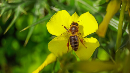 A bee collecting nectar from flowers