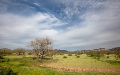 Desert landscape in the Sonoran Arizona desert near Mesa Arizona United States