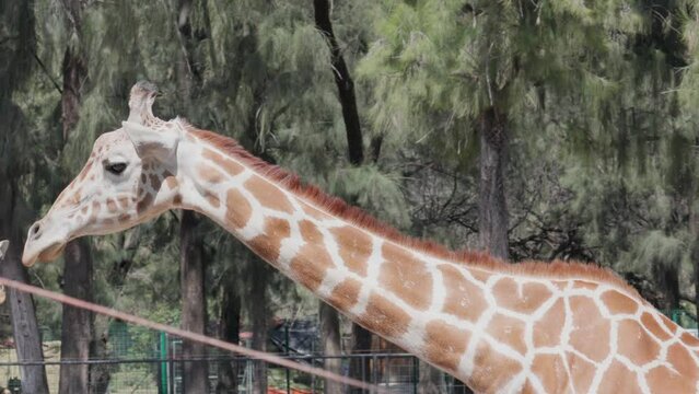 A giraffe walking in slow motion