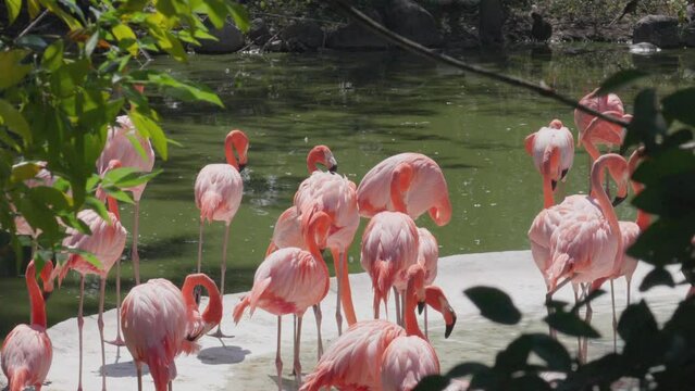 set of flamingos in a pond, slow motion