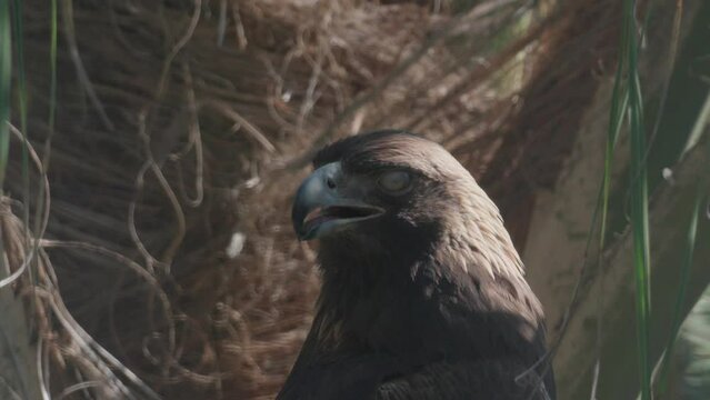 Shot of a Mexican golden eagle from its nest in slow motion
