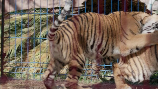 A pair of young tigers play inside their cage