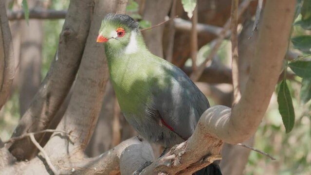 green turaco or the green lourie captured in the tropic