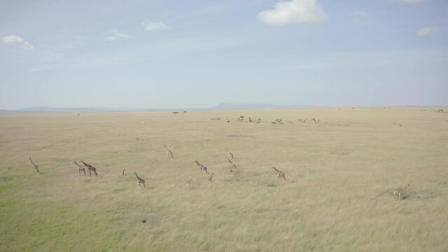 Giraffe herd in grassland savannah Kenya drone shot