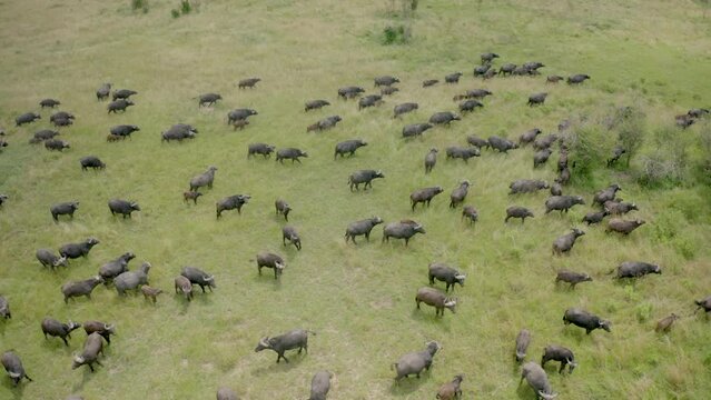 Drone shot of Buffalos running in grasslands.