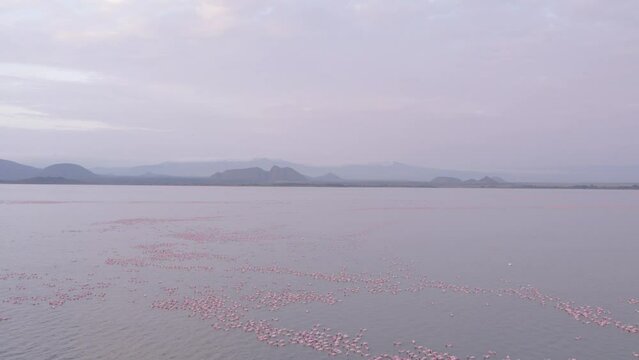 Aerial wide view of flamingos feeding on lake Elementaita, Kenya