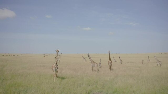 Giraffes in grassland savannah Kenya drone shot