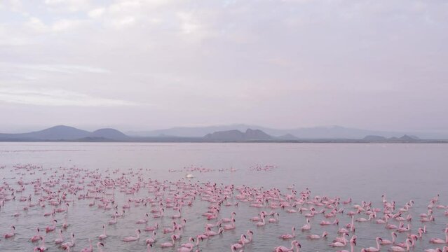 Aerial view of flamingos feeding over lake elementaita, Kenya