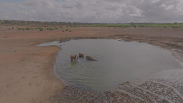 Elephants swimming in a pool of muddy water drone shot