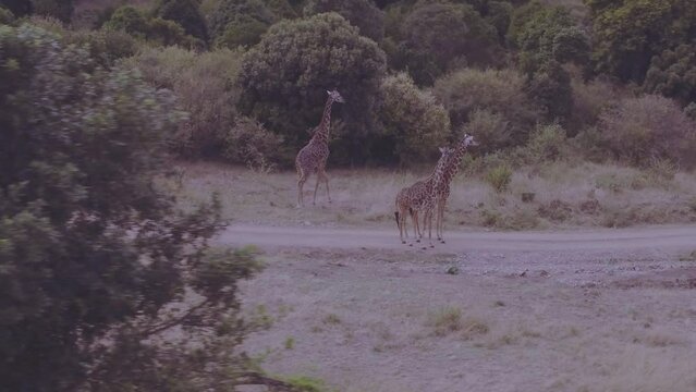Aerial view of giraffes walking in Mara